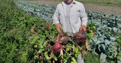 Federación (ER): Cosechan remolachas gigantes