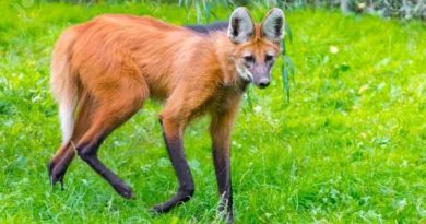 Ituzaingó (Corrientes): Atropellan y matan a un Aguará guazú en la Ruta 12
