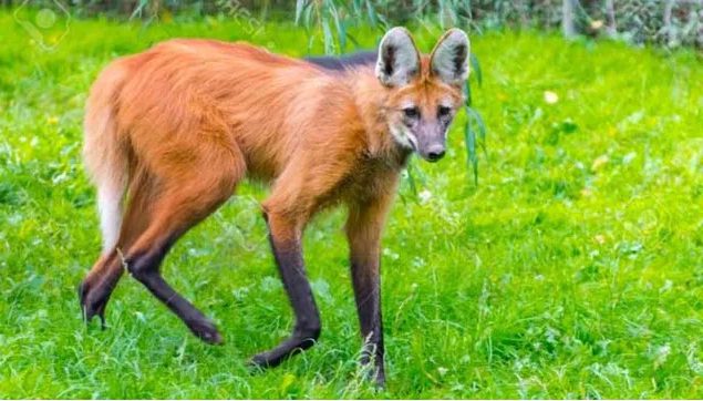 Ituzaingó (Corrientes): Atropellan y matan a un Aguará guazú en la Ruta 12