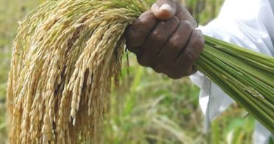 San Salvador (ER): Gran preocupación en los productores arroceros por aumento de los costos