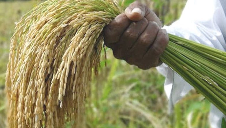 San Salvador (ER): Gran preocupación en los productores arroceros por aumento de los costos