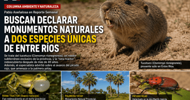 Entre Ríos: Buscan declarar monumentos naturales a dos especies únicas de la provincia