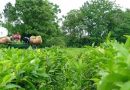 Misiones: Los productores de té exigen un valor de $130 para iniciar la zafra