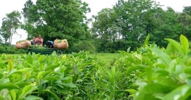 Misiones: Los productores de té exigen un valor de $130 para iniciar la zafra