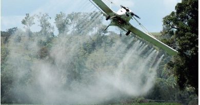 Misiones: Vuelven a habilitar el glifosato y la decisión impacta de lleno en la producción de yerba mate